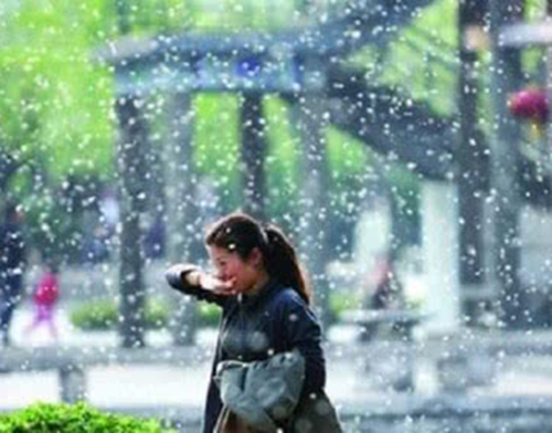 无证据证明杨柳絮中存在新冠病毒，飞絮季个人防护这么做